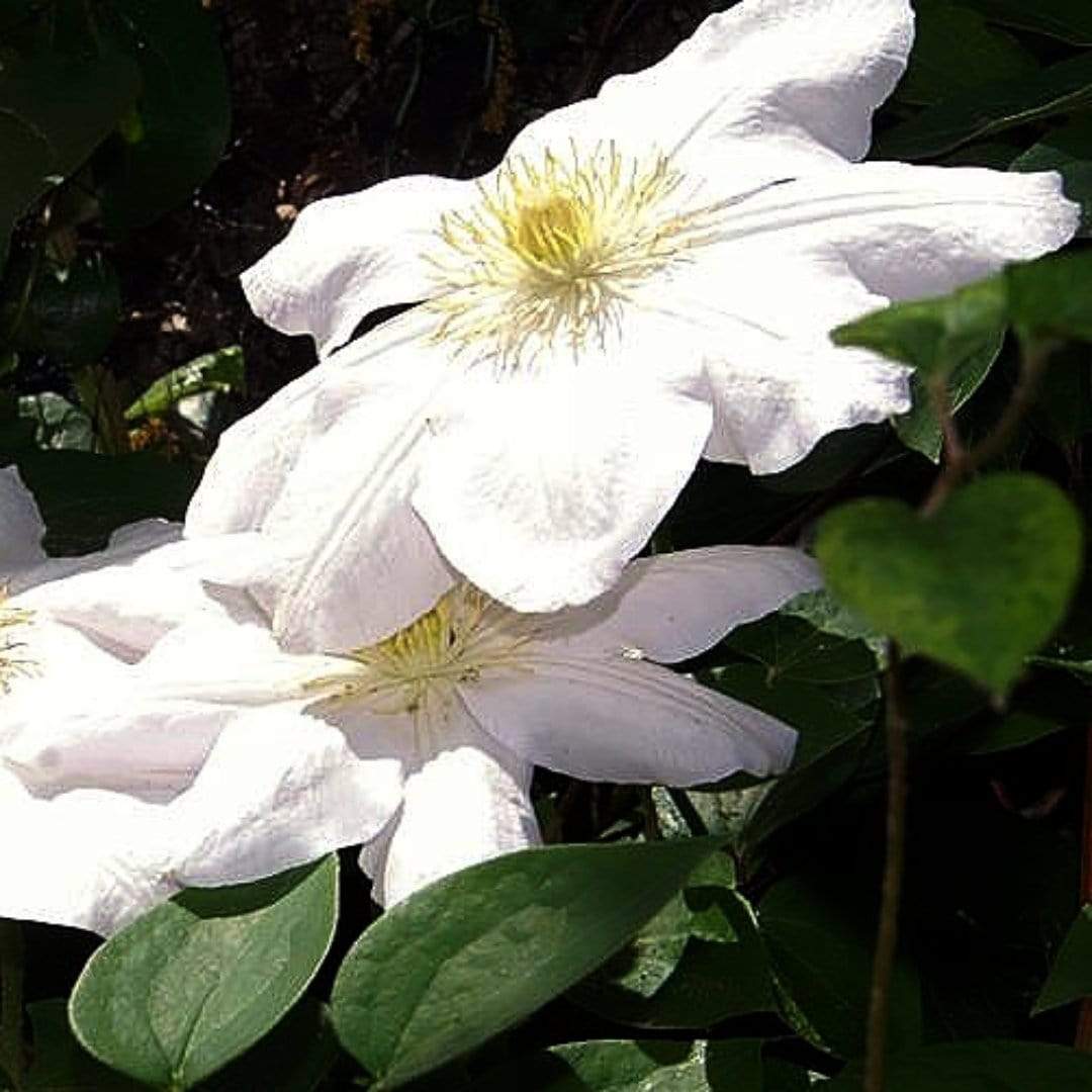 Clematis 'Marie Boisselot'
