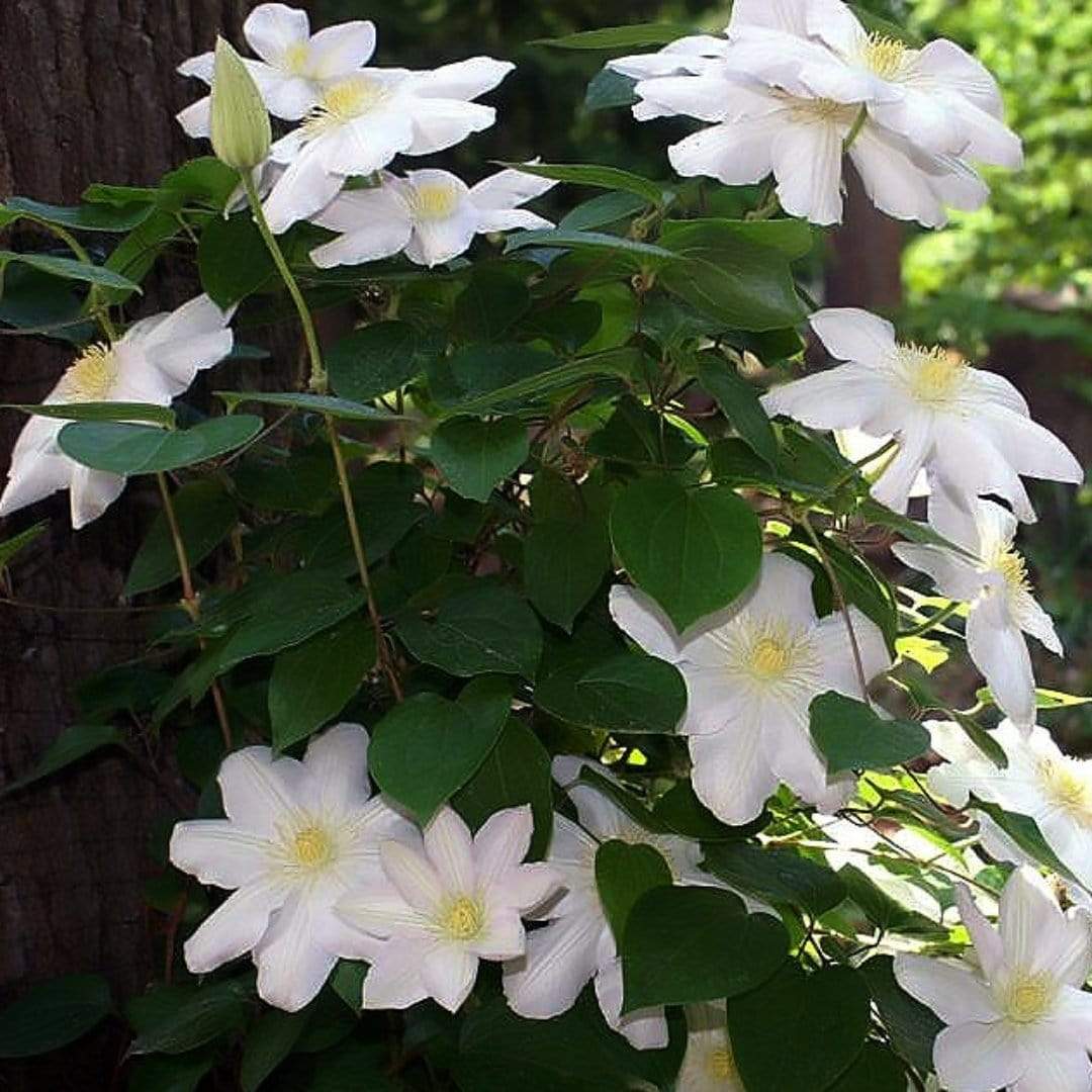 Clematis 'Marie Boisselot'