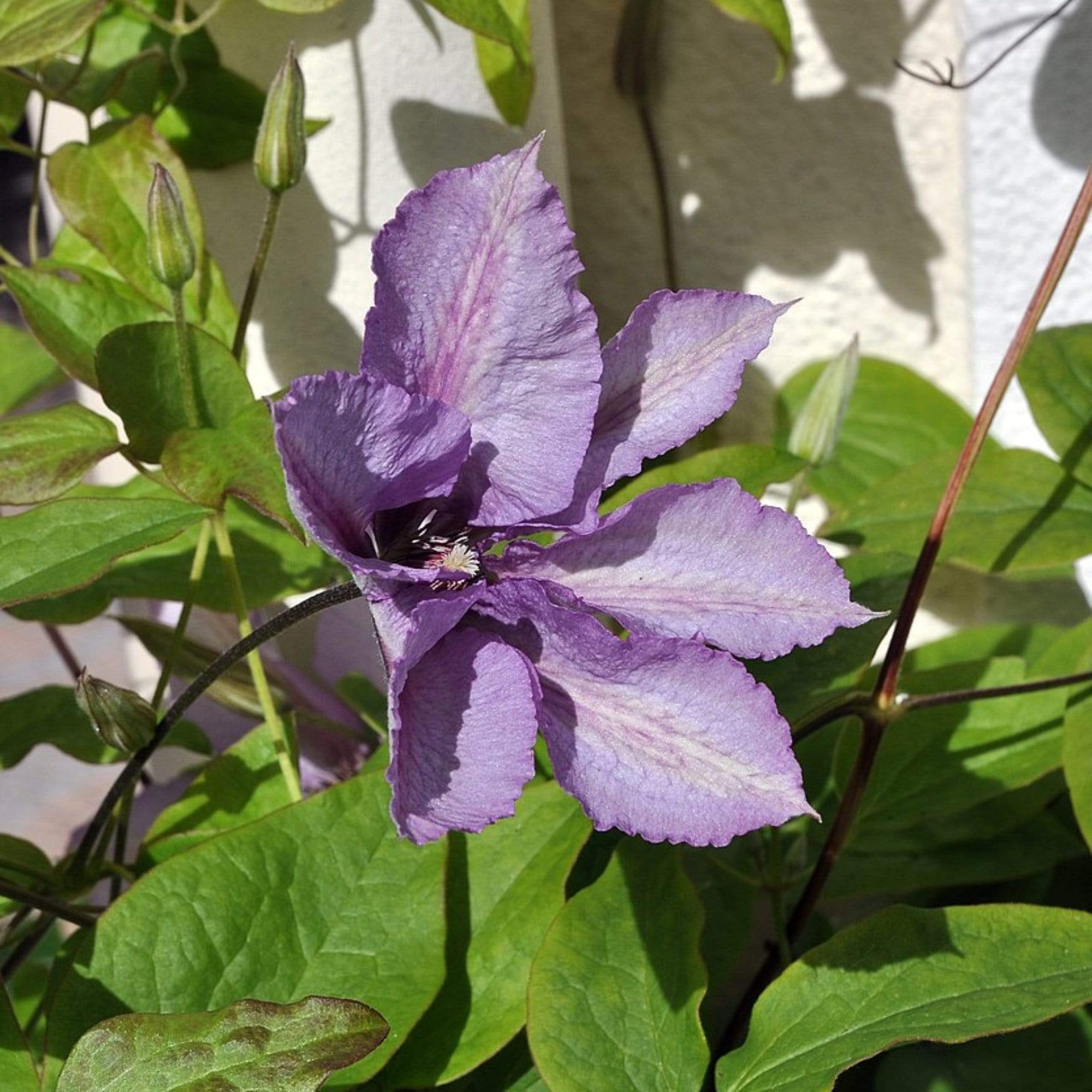 Clematis 'Margaret Hunt'
