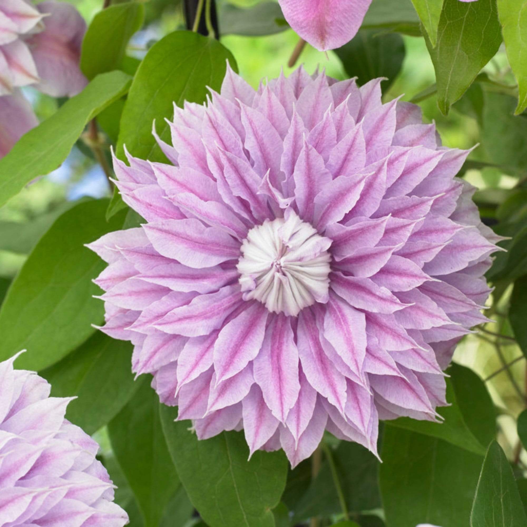 Clematis 'Josephine (Evijohill)'