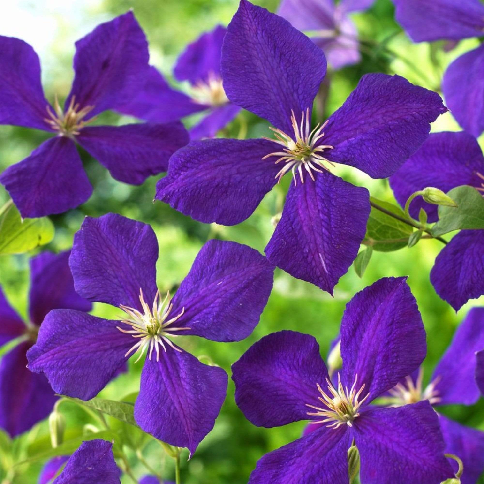 Clematis jackmanii 'Superba'