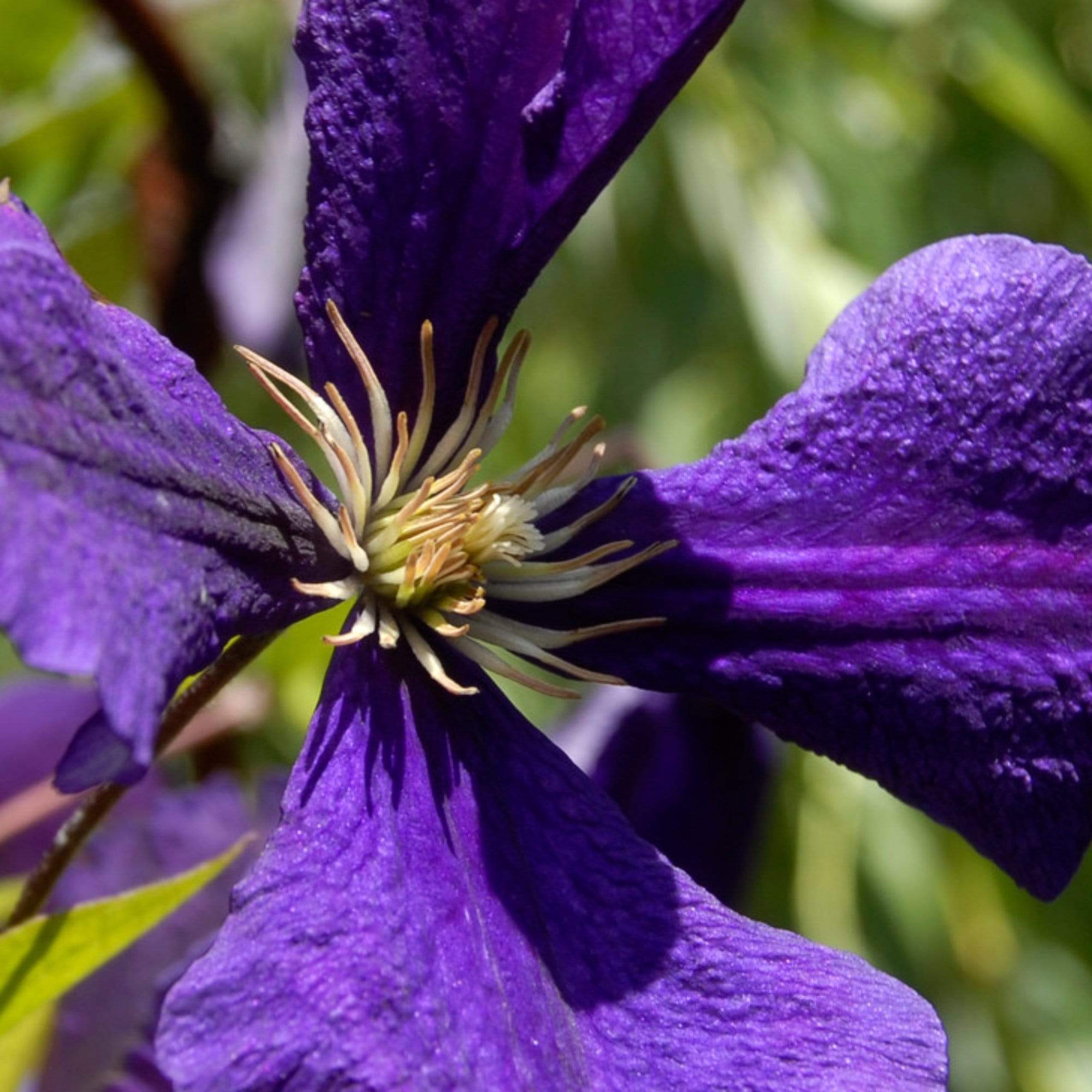 Clematis jackmanii 'Superba'