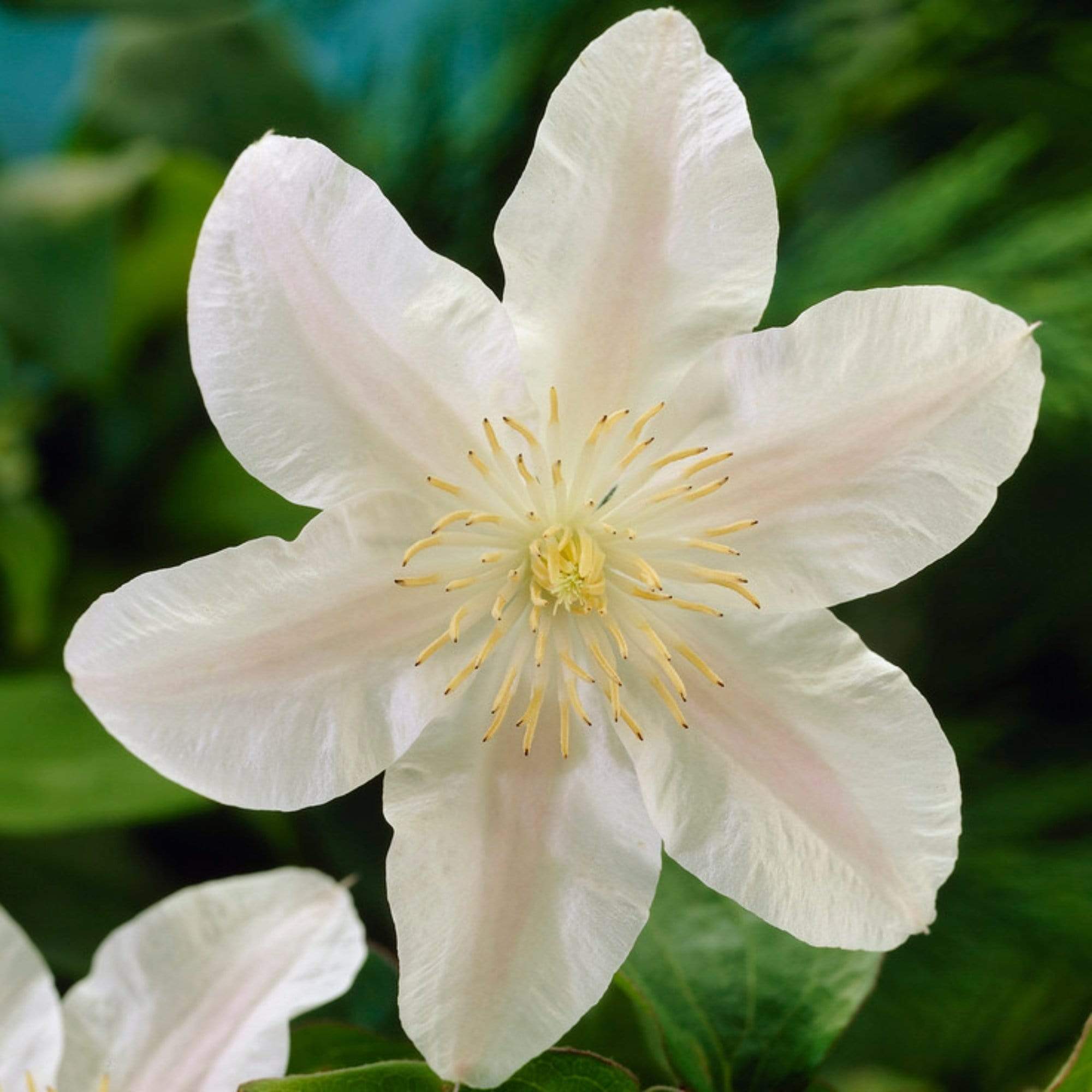 Clematis 'Guernsey Cream'