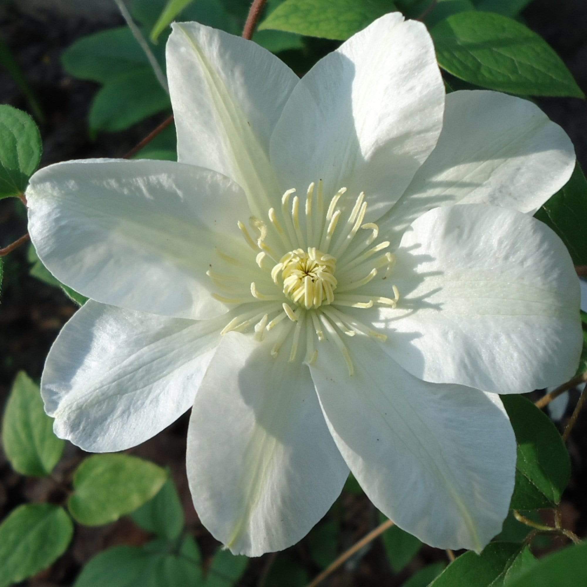 Clematis 'Guernsey Cream'