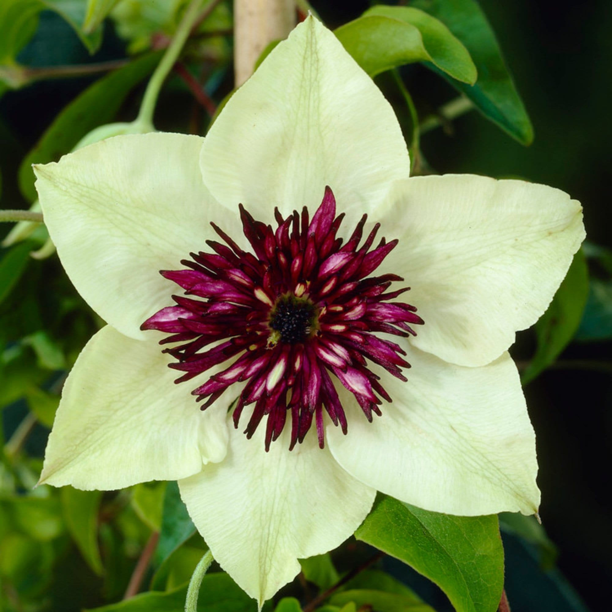Clematis florida 'Sieboldii'