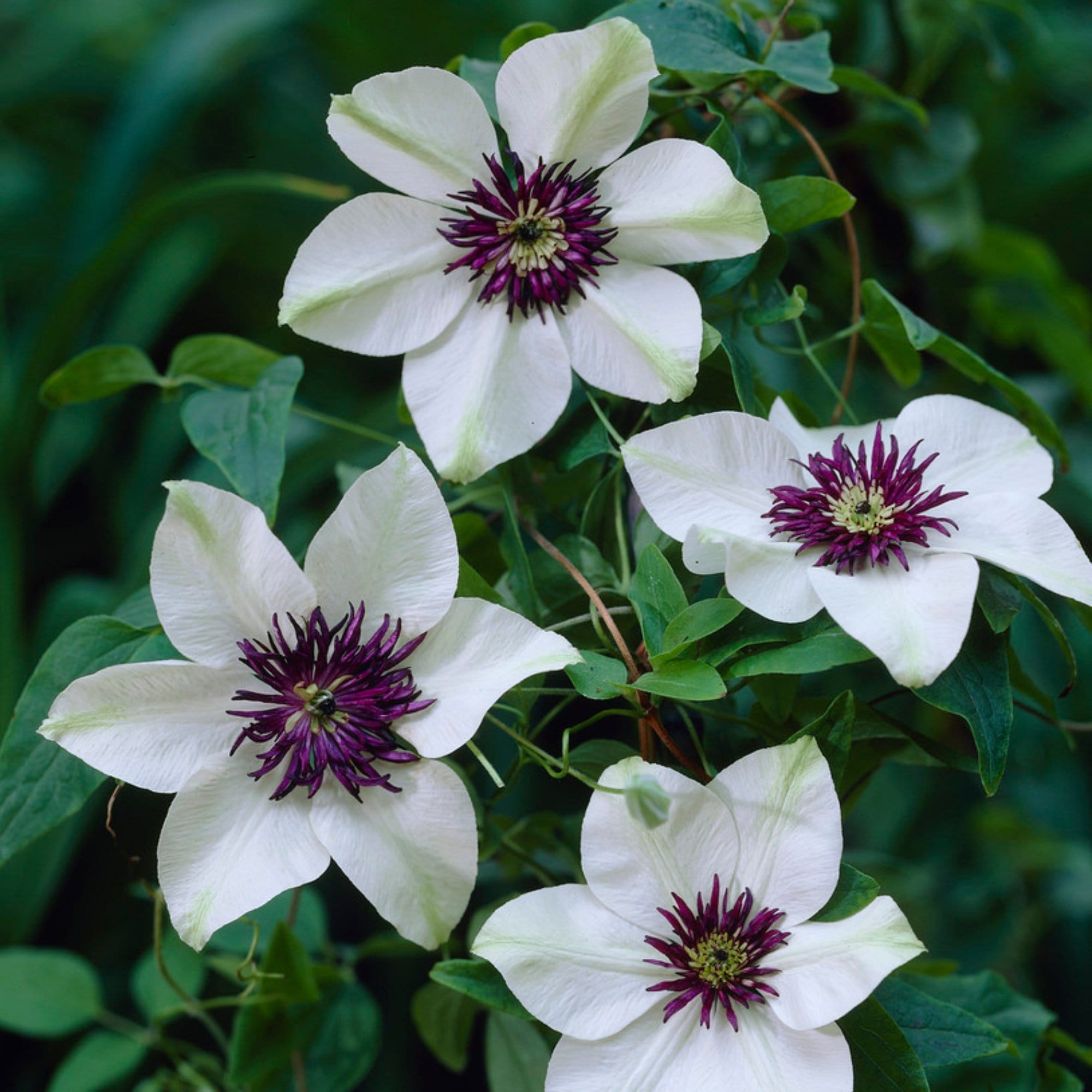 Clematis florida 'Sieboldii'