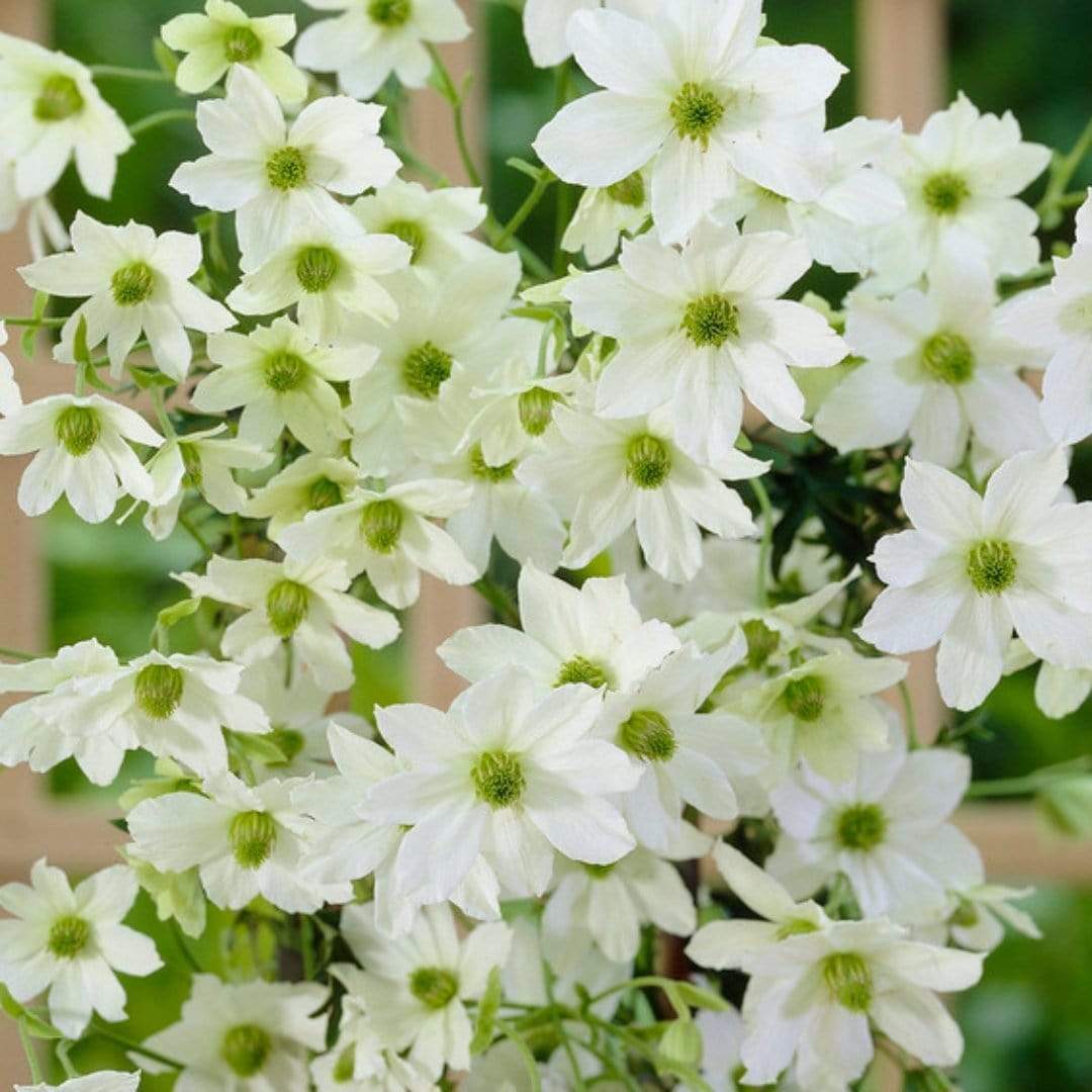 Clematis 'Early Sensation'
