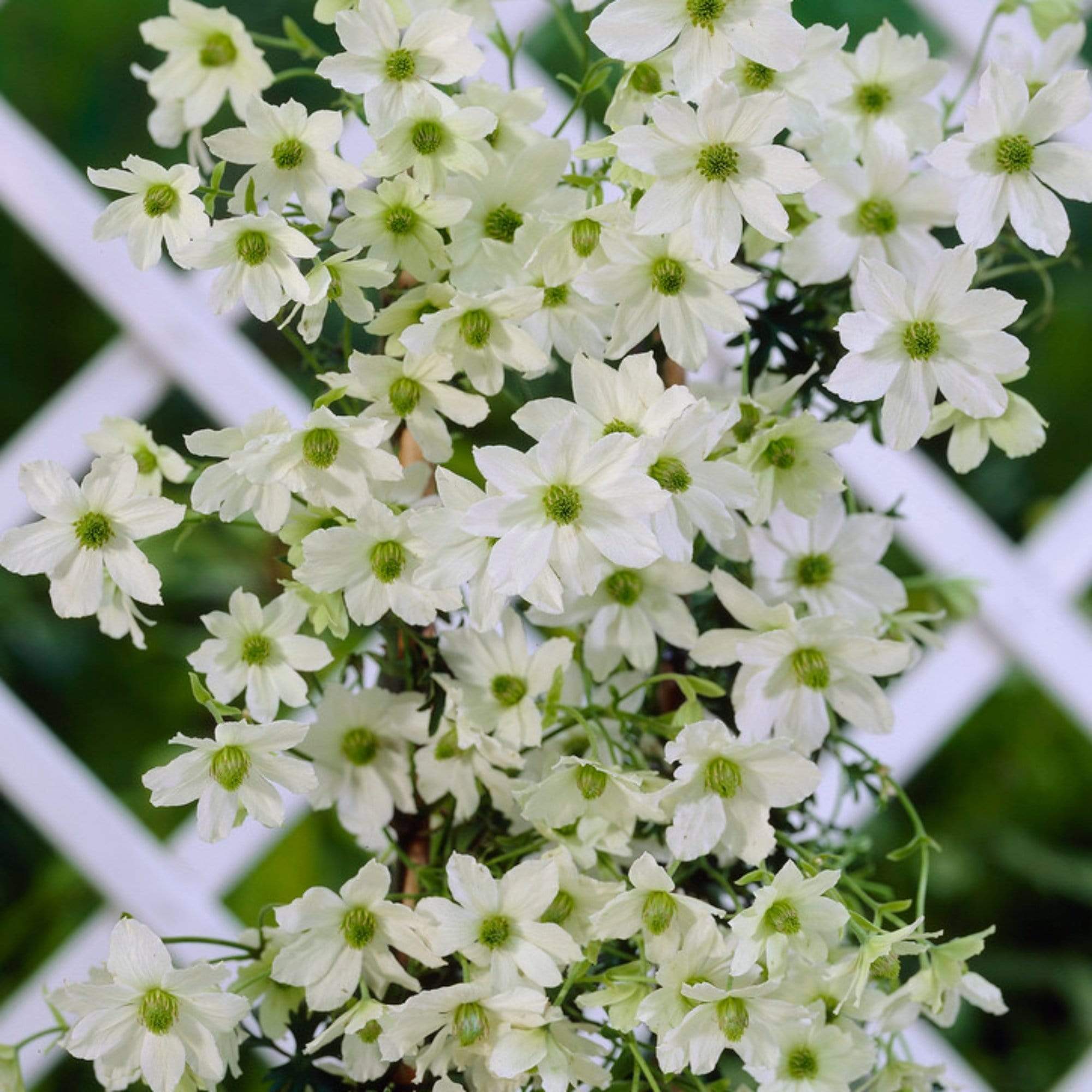 Clematis 'Early Sensation'