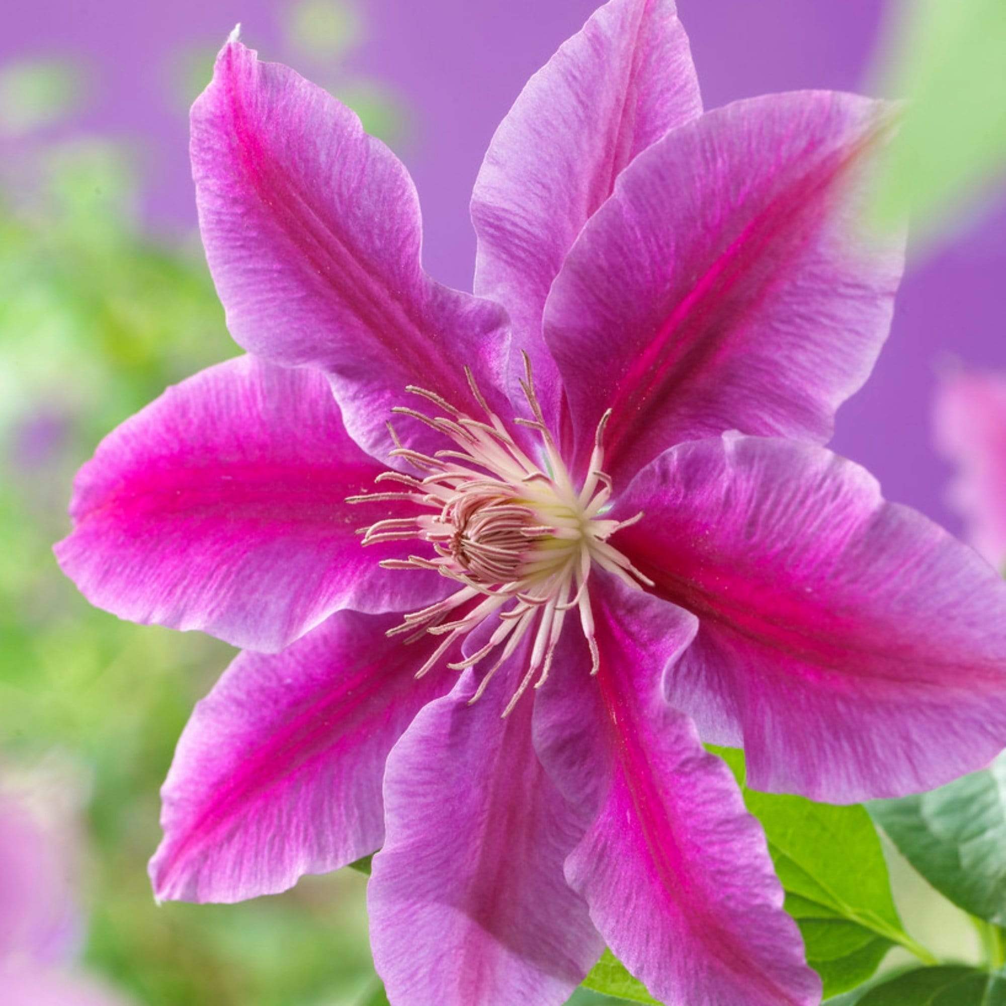 Clematis 'Dr Ruppel'