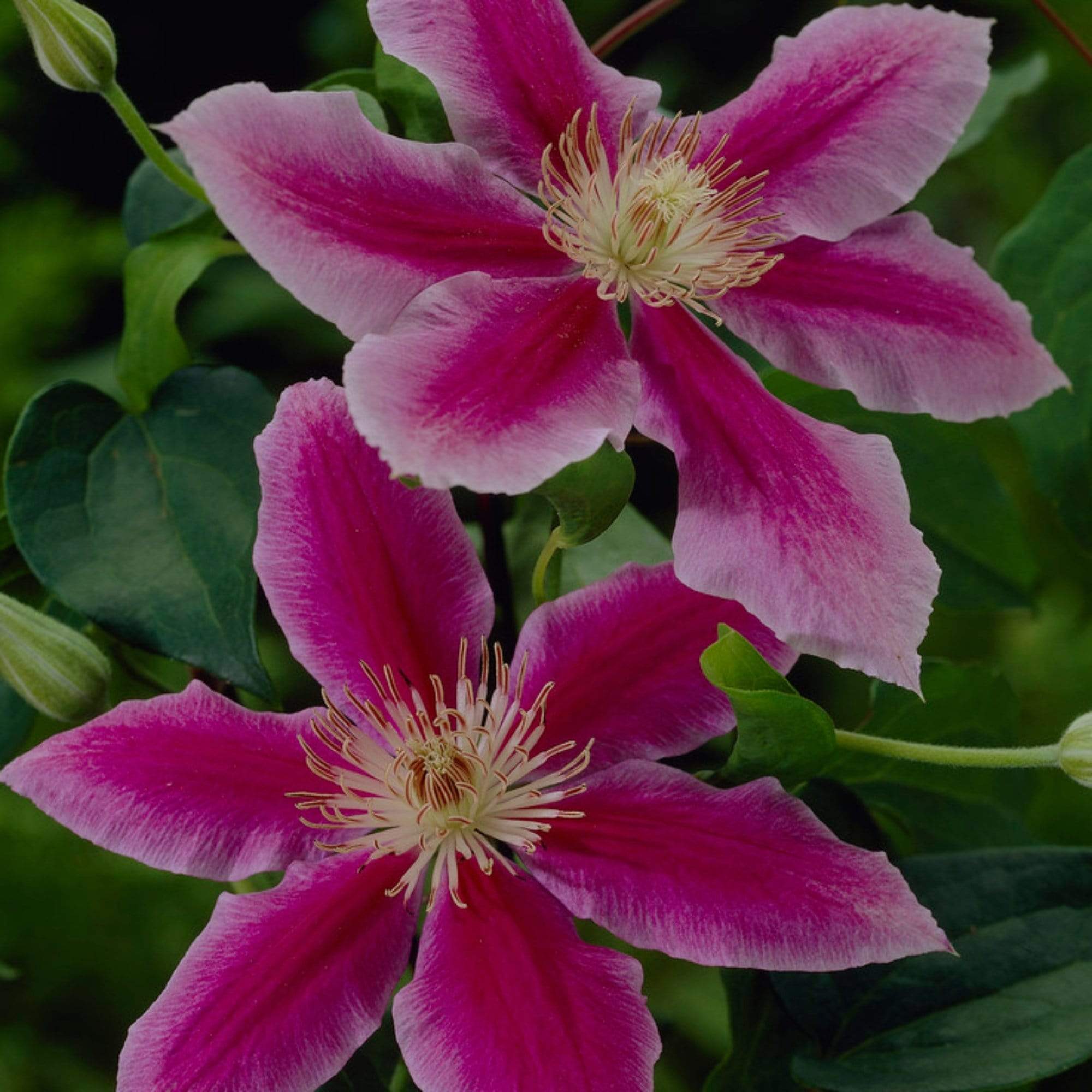 Clematis 'Dr Ruppel'