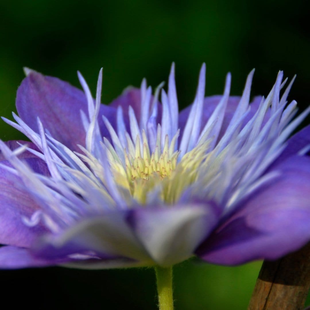 Clematis 'Crystal Fountain'