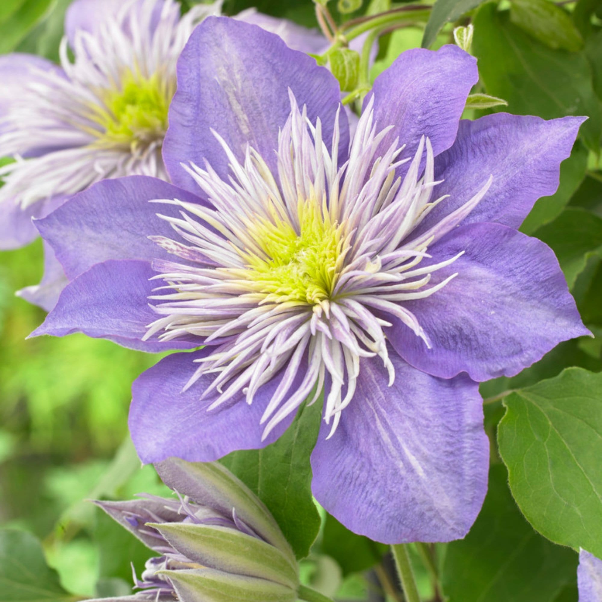 Clematis 'Crystal Fountain'