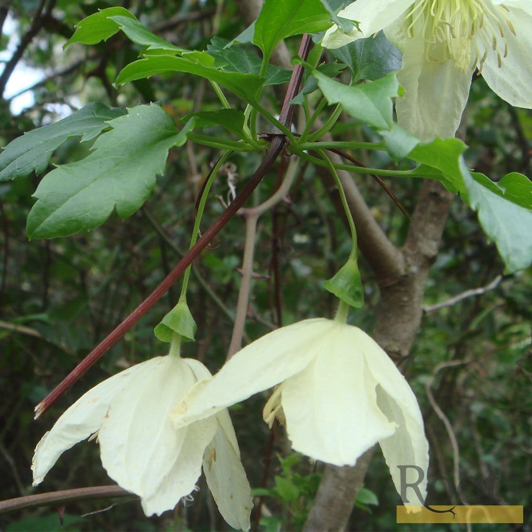 Clematis cirrhosa 'Wisley Cream'