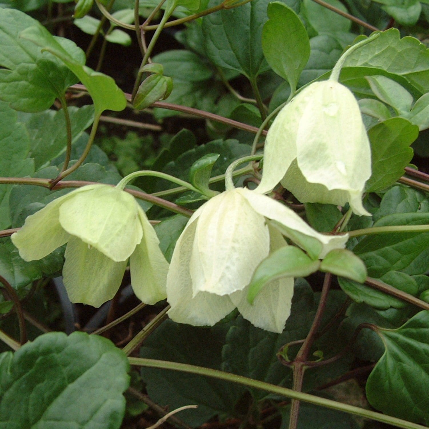 Clematis cirrhosa 'Wisley Cream'