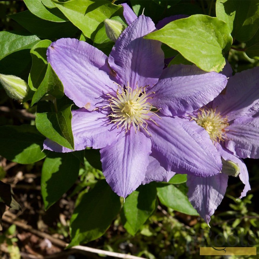 Clematis 'Cezanne'