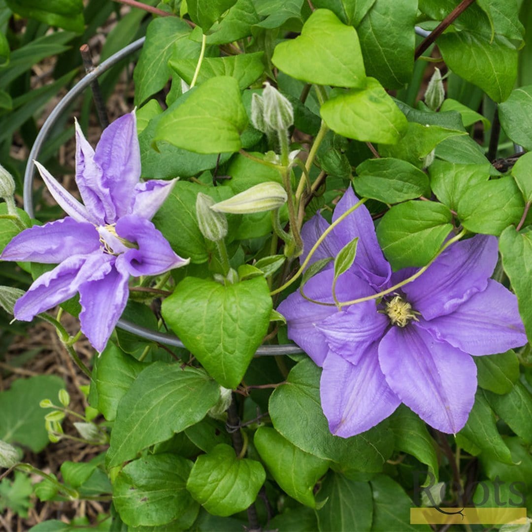 Clematis 'Cezanne'