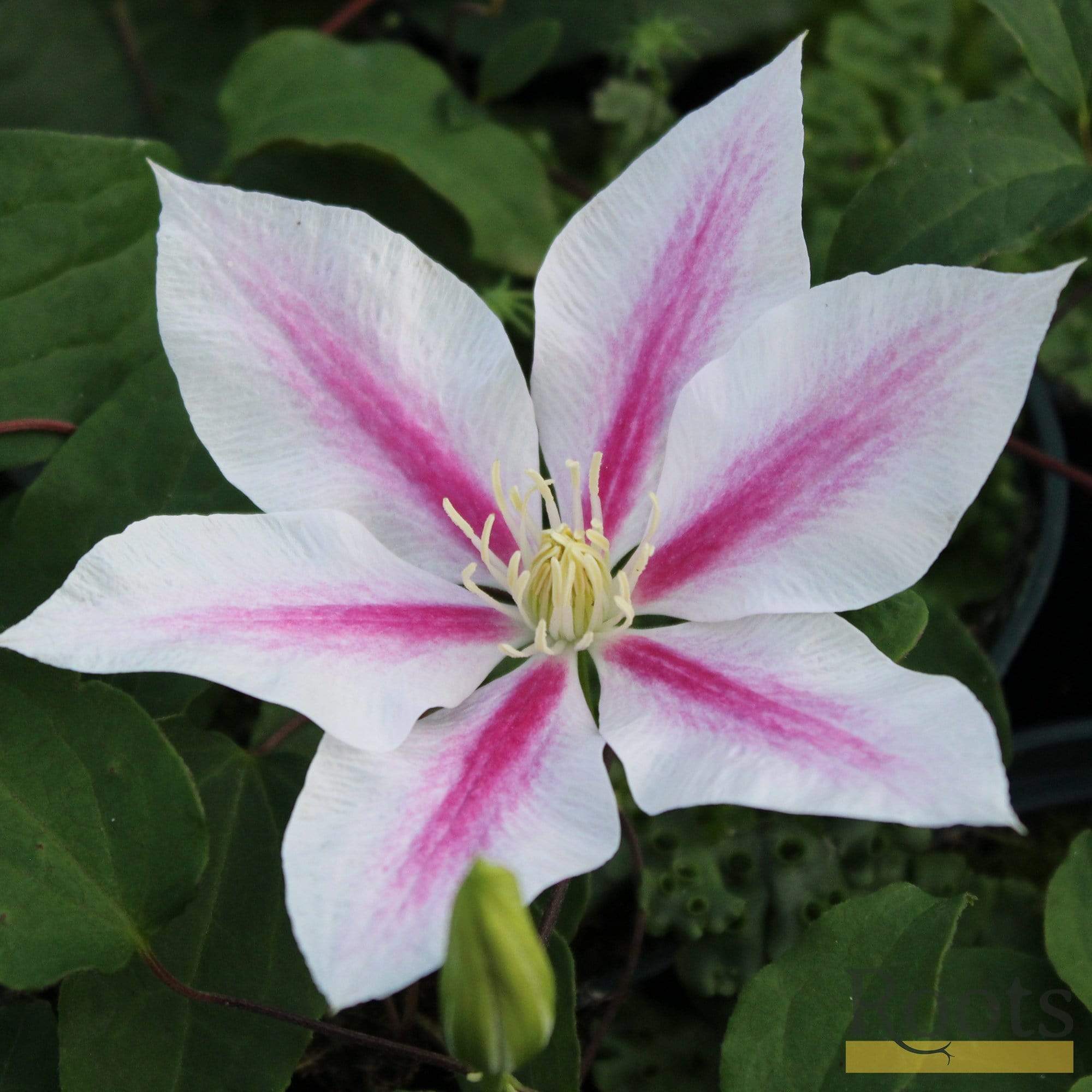 Clematis 'Andromeda'