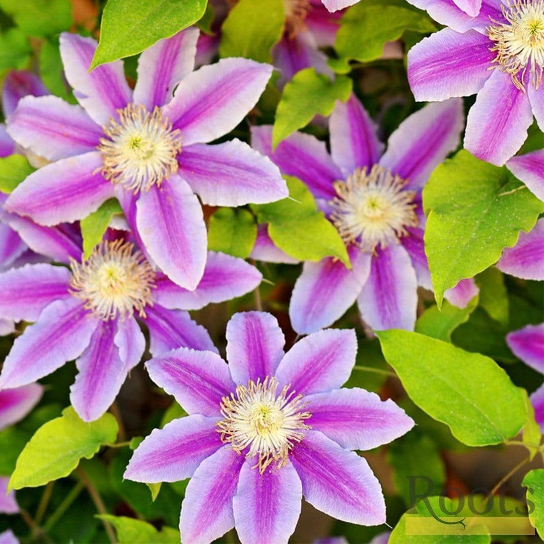 Clematis 'Andromeda'