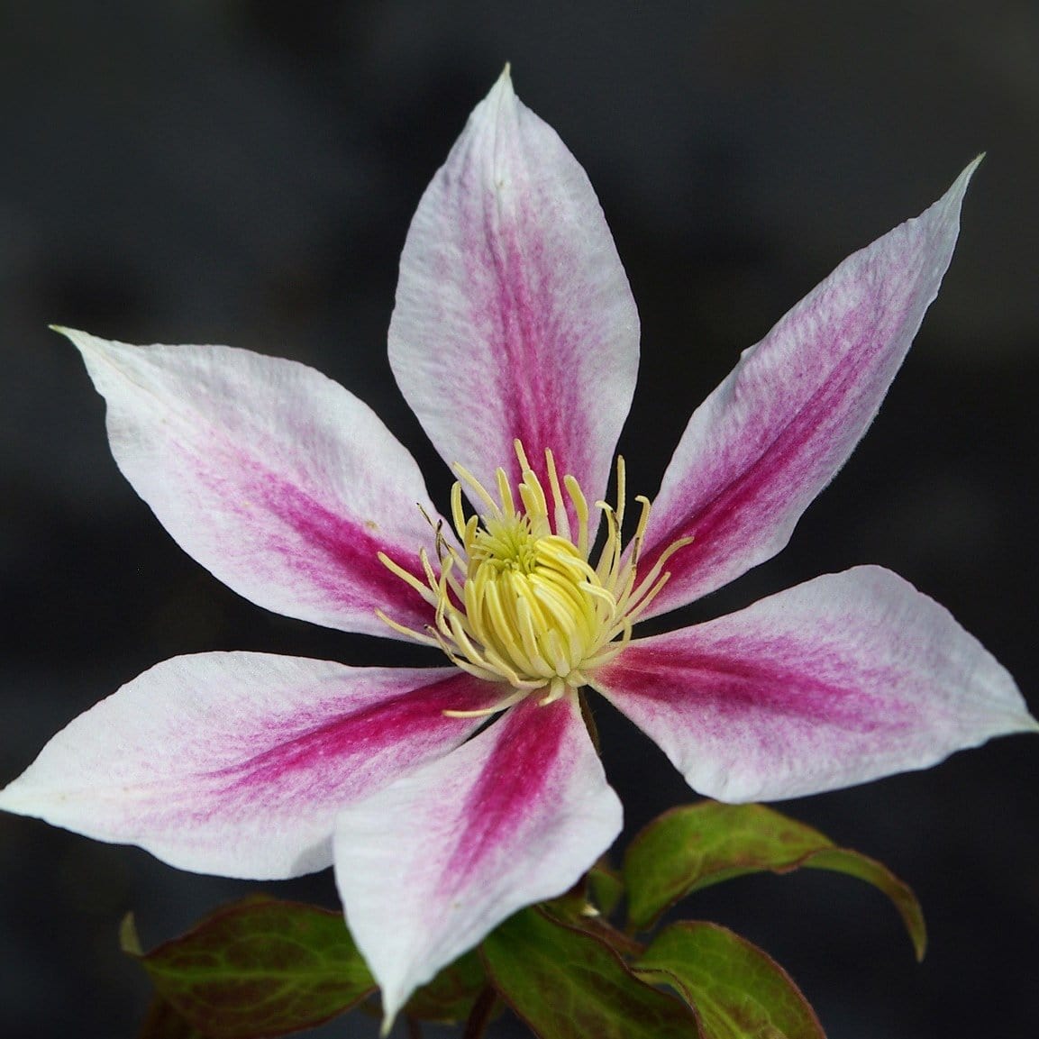 Clematis 'Andromeda'
