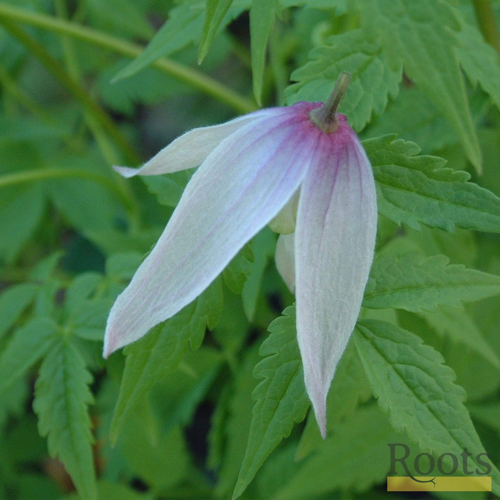 Clematis alpina 'Willy'