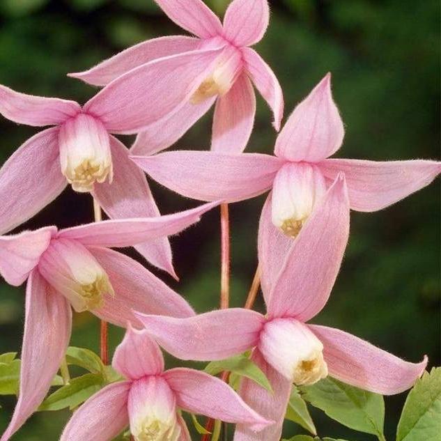 Clematis alpina 'Willy'