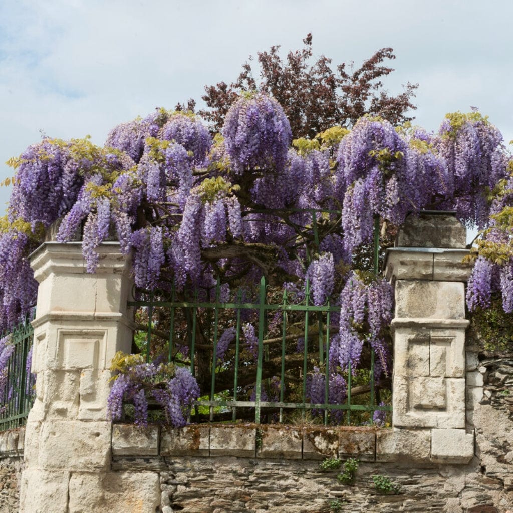Wisteria sinensis