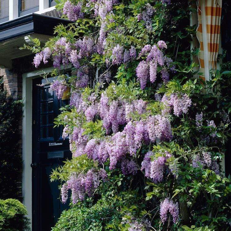 Wisteria sinensis