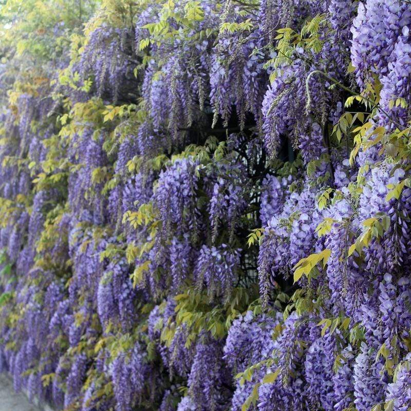 Wisteria sinensis