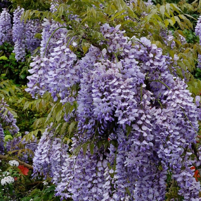 Wisteria sinensis 'Caroline'