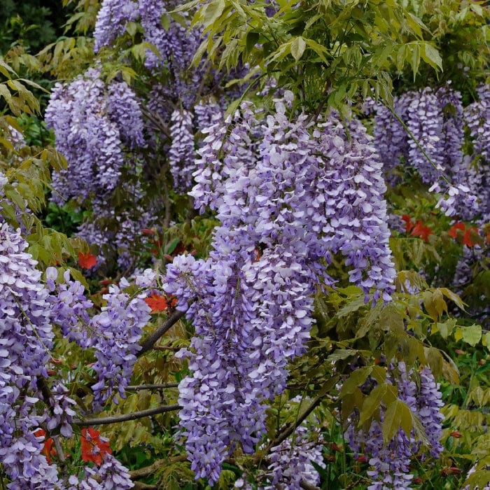 Wisteria sinensis 'Caroline'