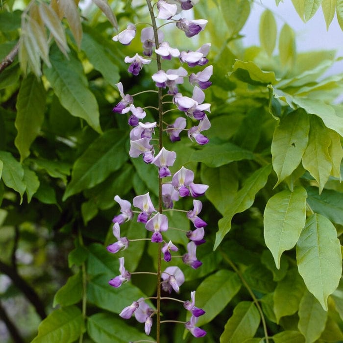 Wisteria sinensis 'Caroline'