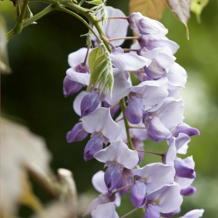 Wisteria sinensis 'Caroline'