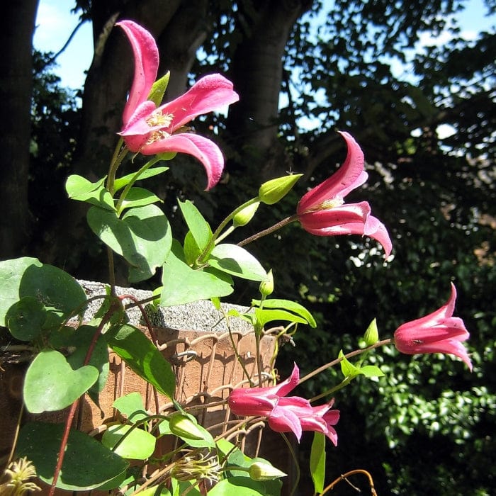Clematis texensis 'Princess Diana'