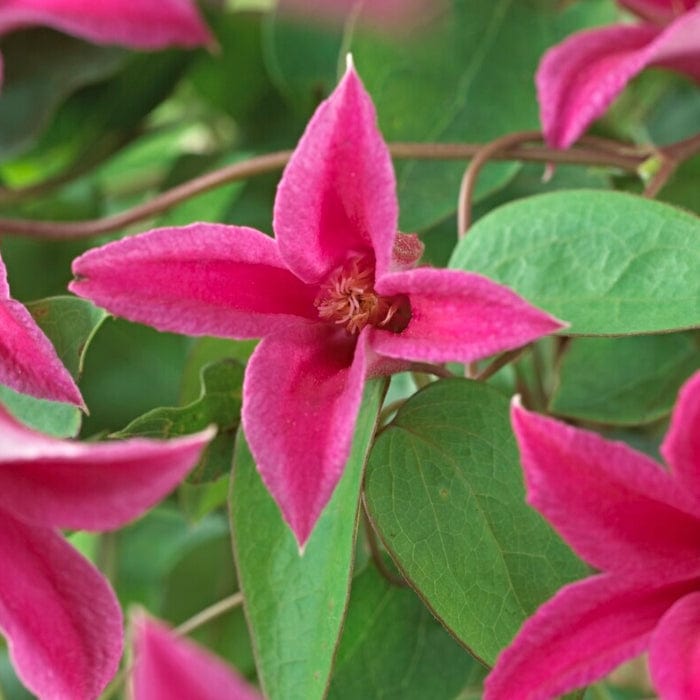 Clematis texensis 'Princess Diana'