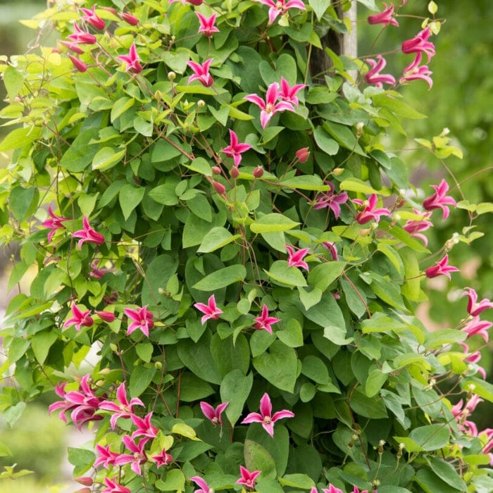 Clematis texensis 'Princess Diana'