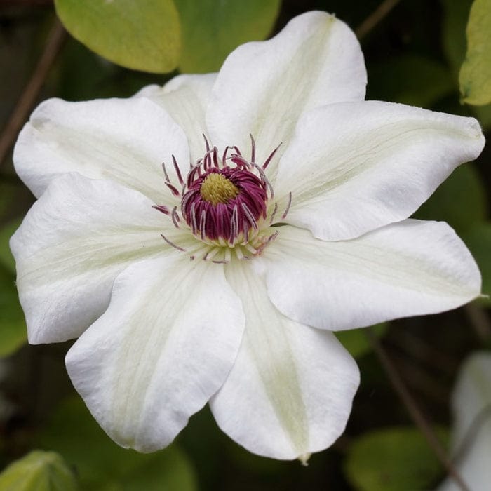Clematis 'Miss Bateman'