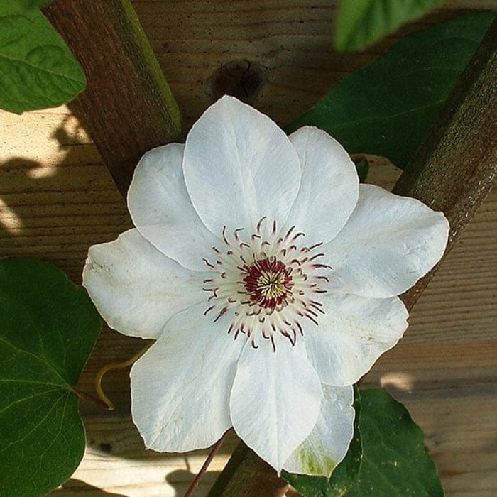 Clematis 'Miss Bateman'