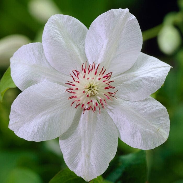Clematis 'Miss Bateman'