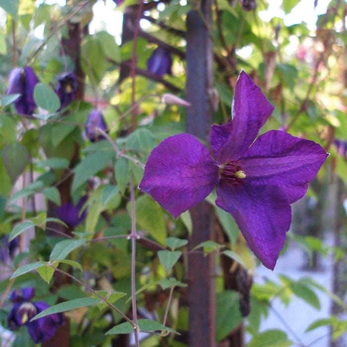 Clematis viticella 'Polish Spirit'