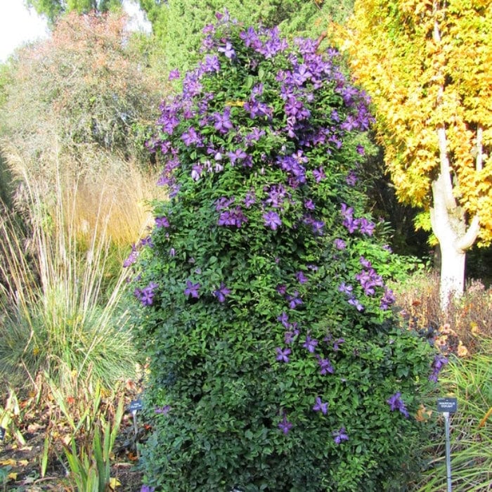Clematis viticella 'Polish Spirit'