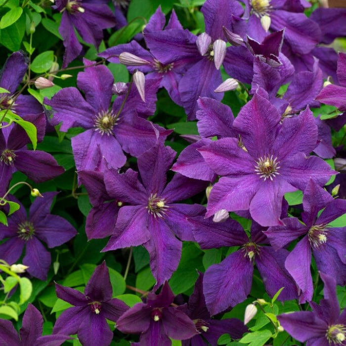 Clematis viticella 'Polish Spirit'
