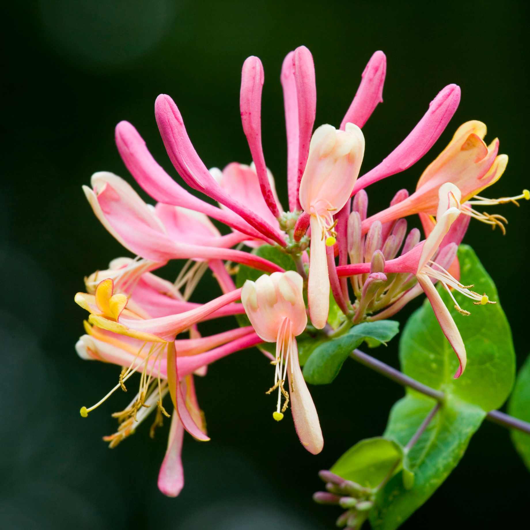 Lonicera japonica