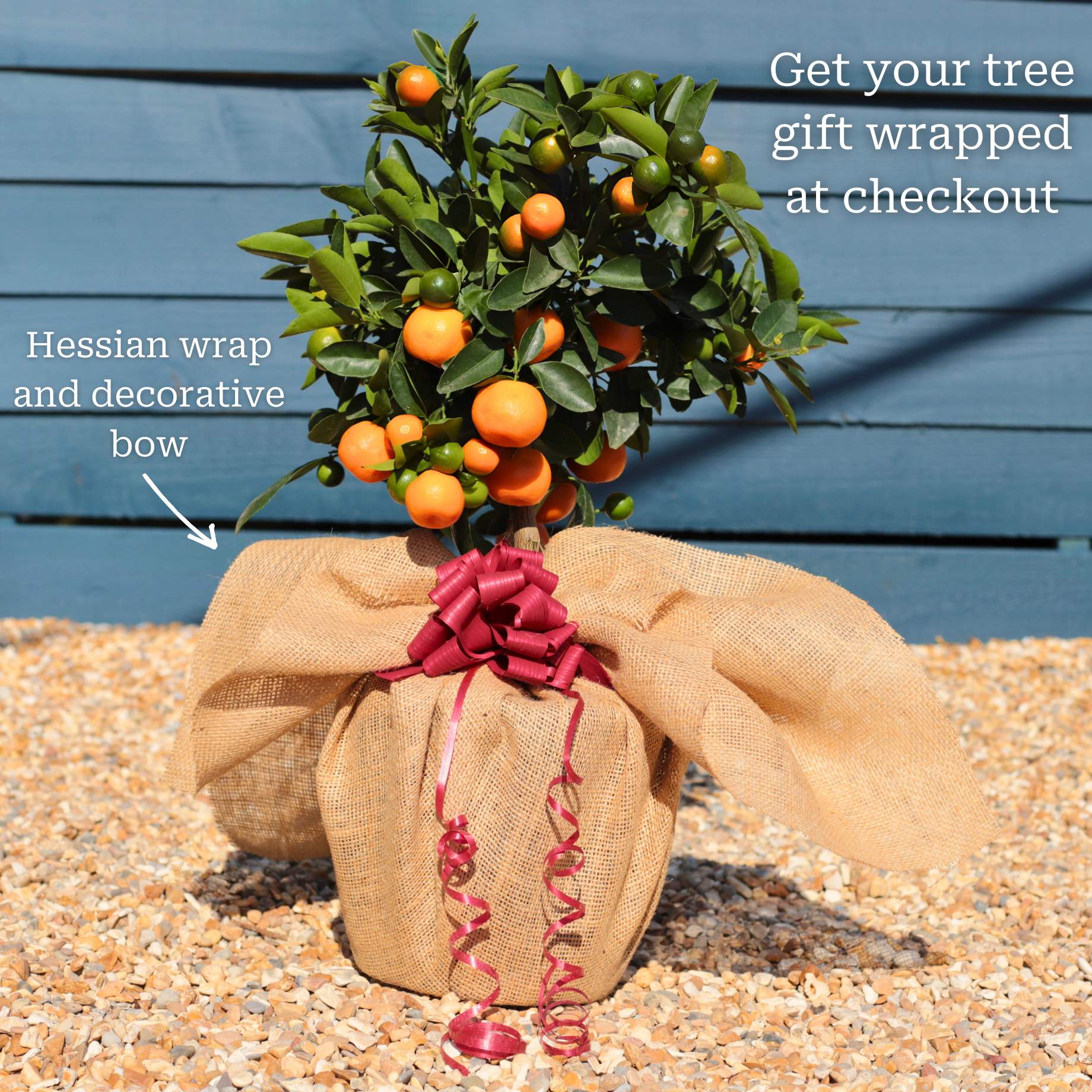 Citrus calamondin