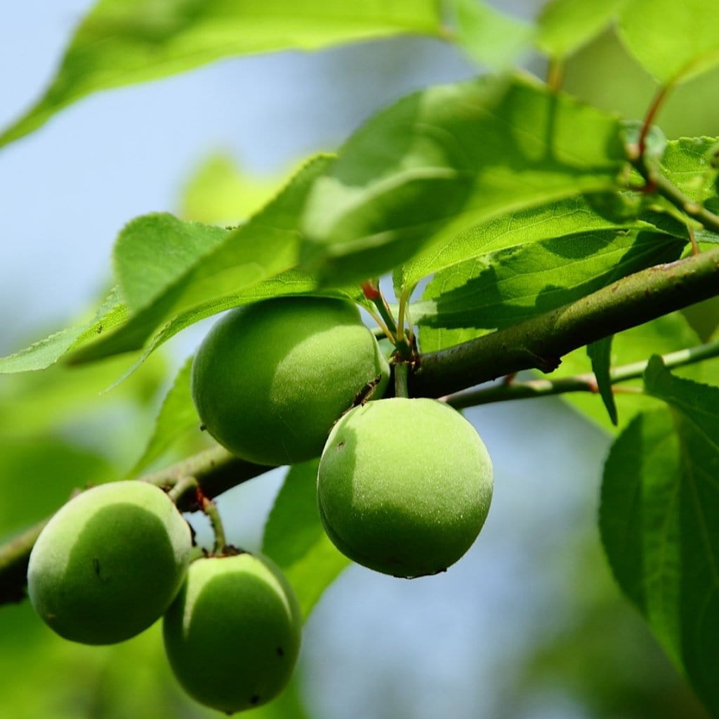 'Cambridge Gage' Plum Tree