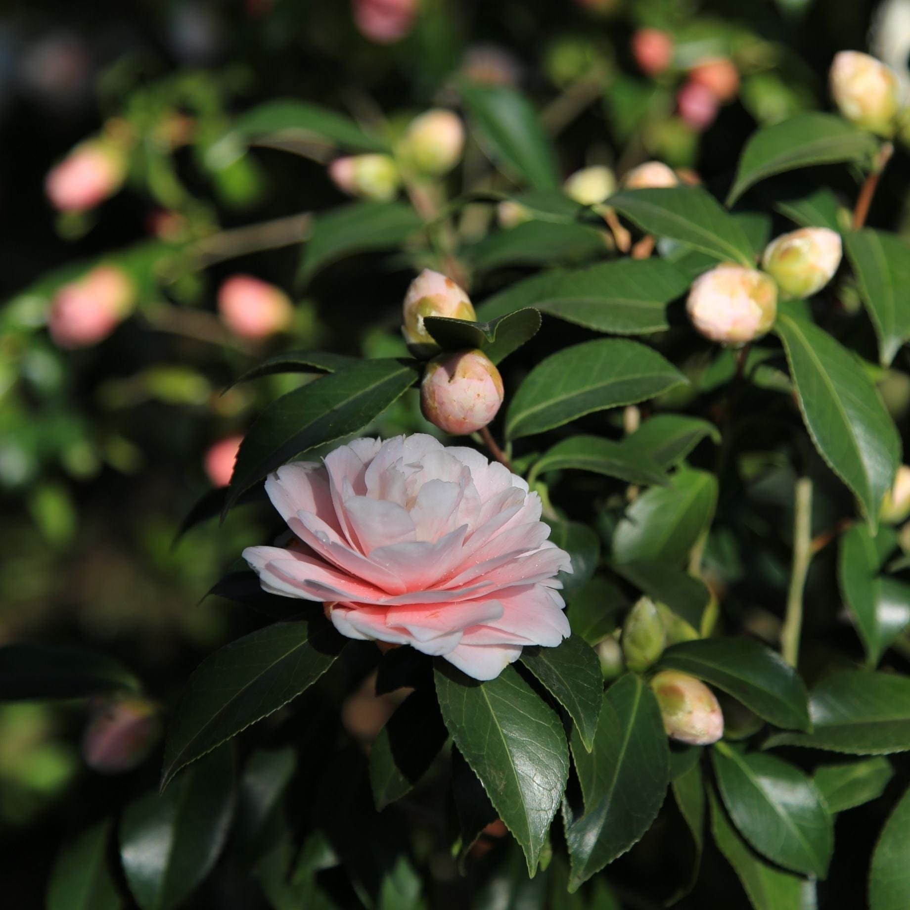 Camellia japonica 'Nuccio's Pearl'