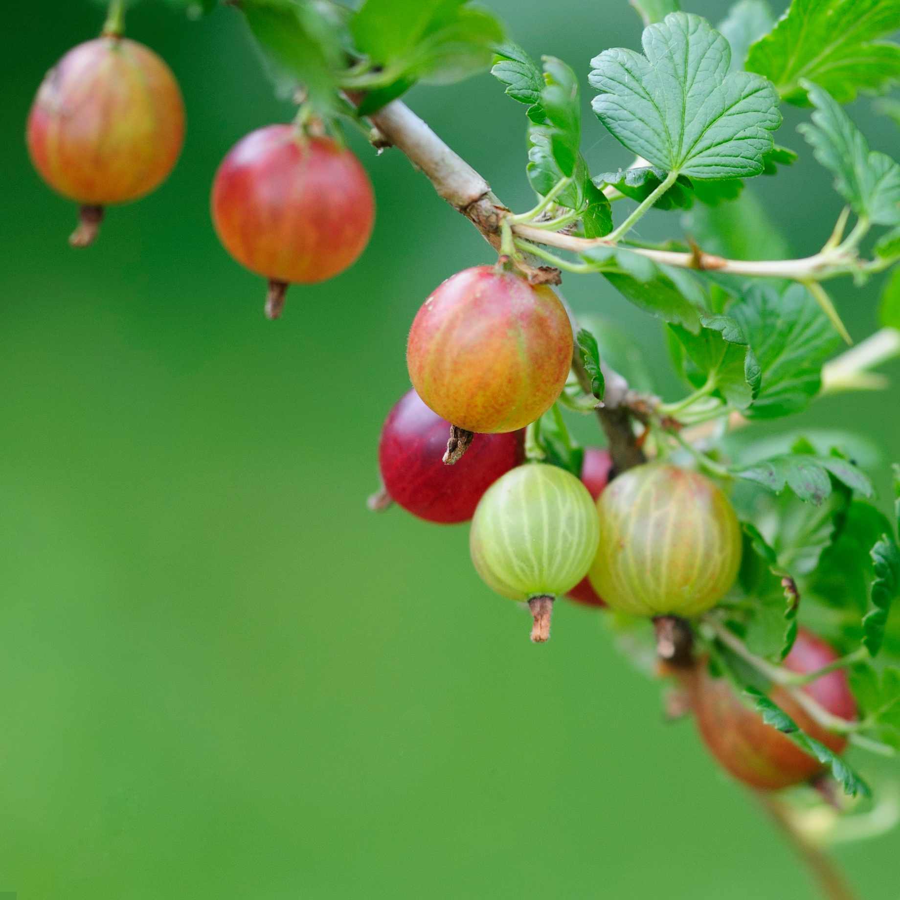 'Captivator' Gooseberry Bush