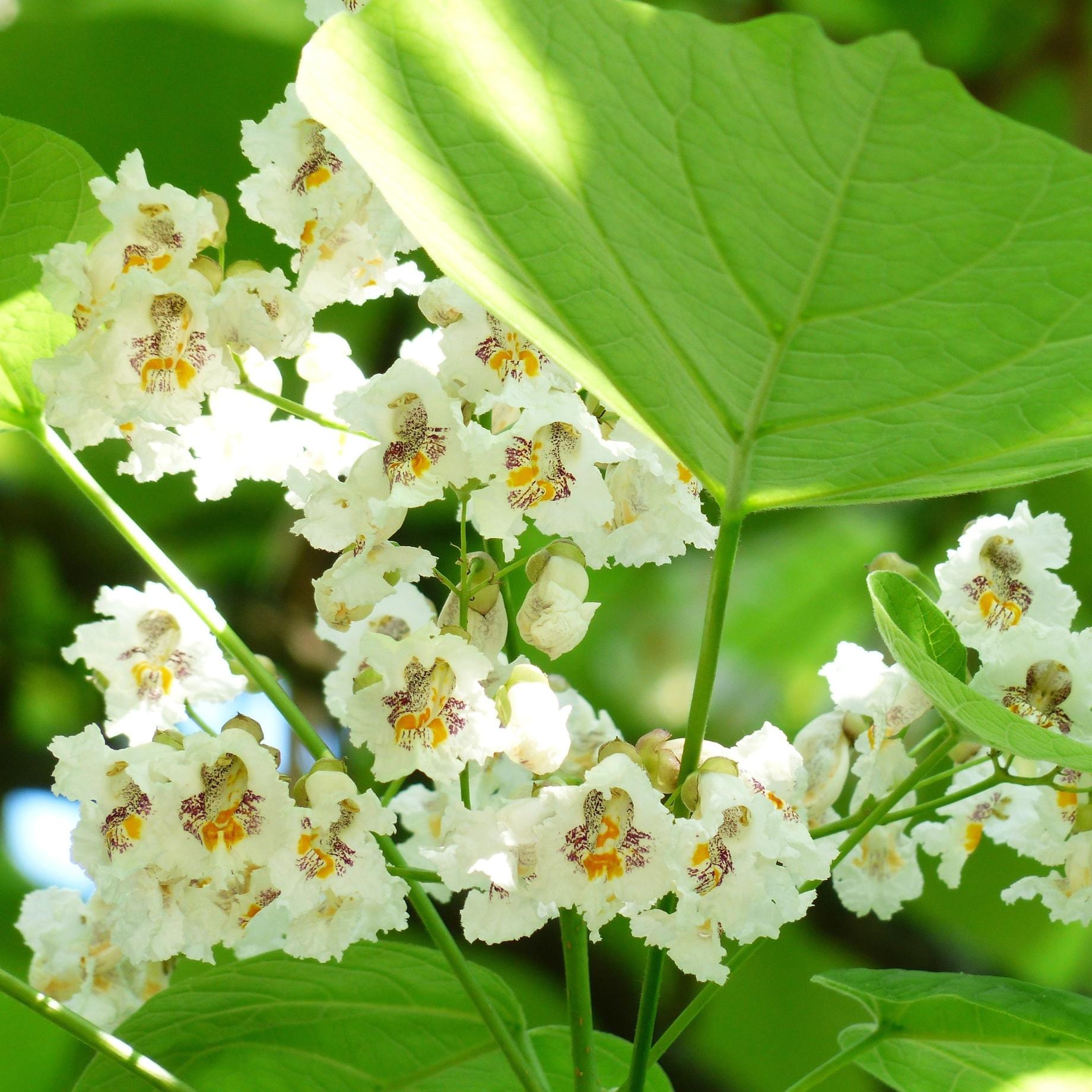 Catalpa bignonioides 'Nana'