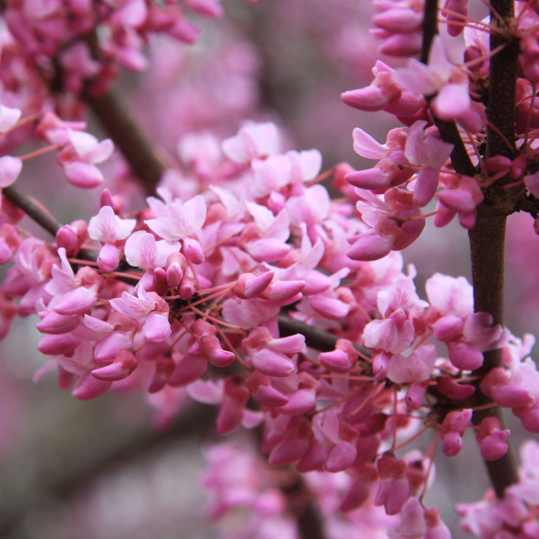 Cercis canadensis