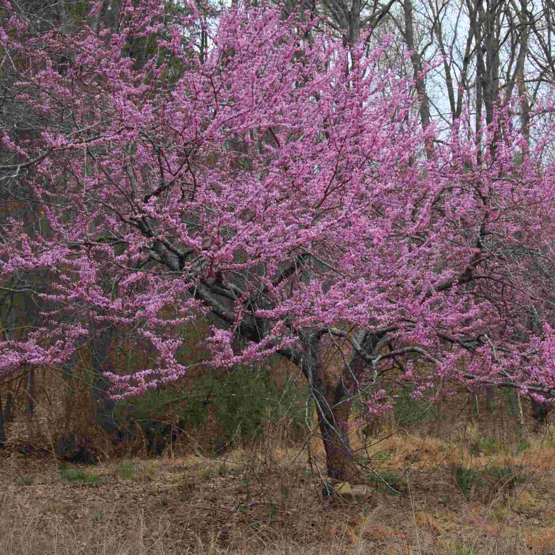 Cercis canadensis