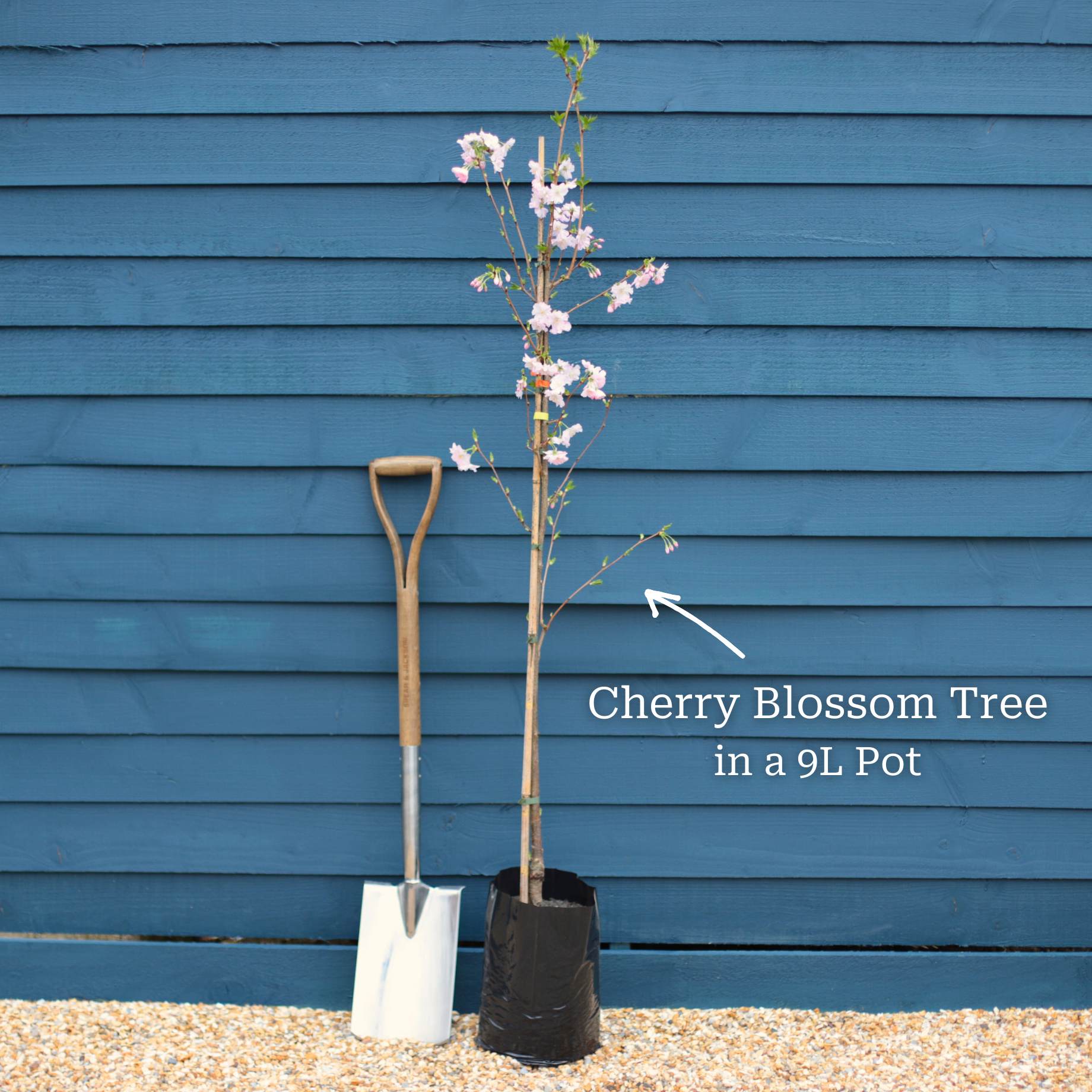Prunus 'Shogetsu'